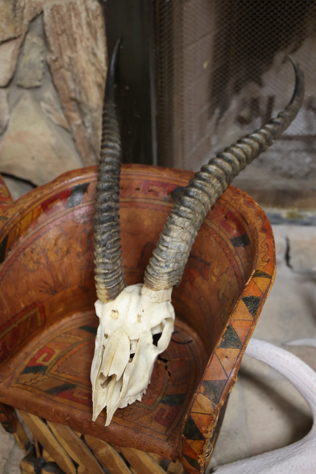 Impala Skull