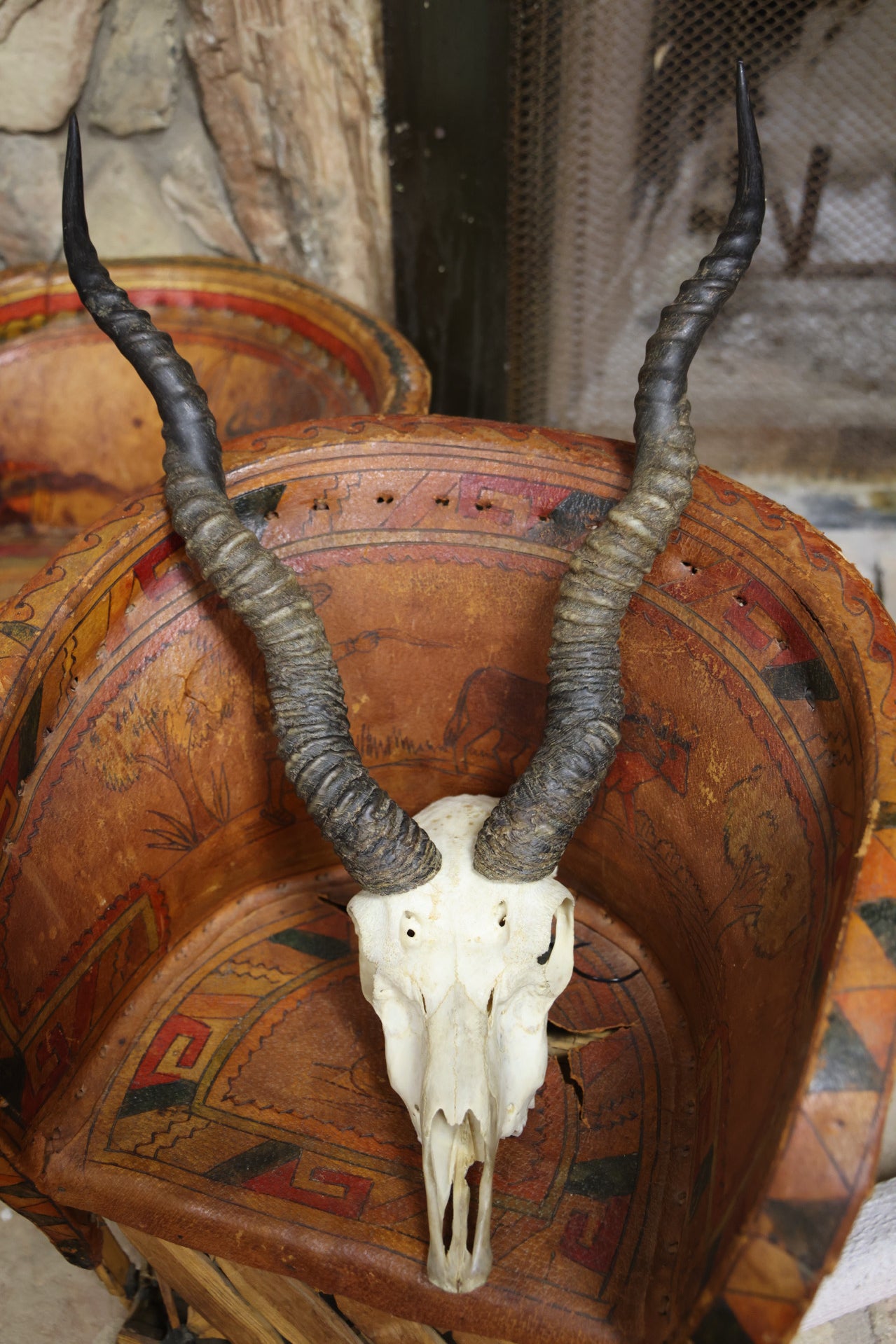 Black Buck Skull